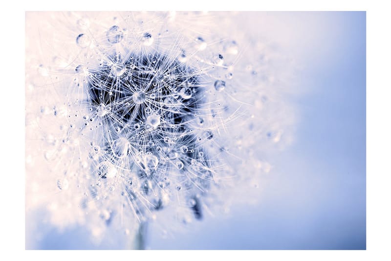 Valokuvatapetti Etheric Morning 400x280 - Artgeist sp. z o. o. - Sisustustuotteet - Seinäkoristeet - Tapetit - Valokuvatapetit