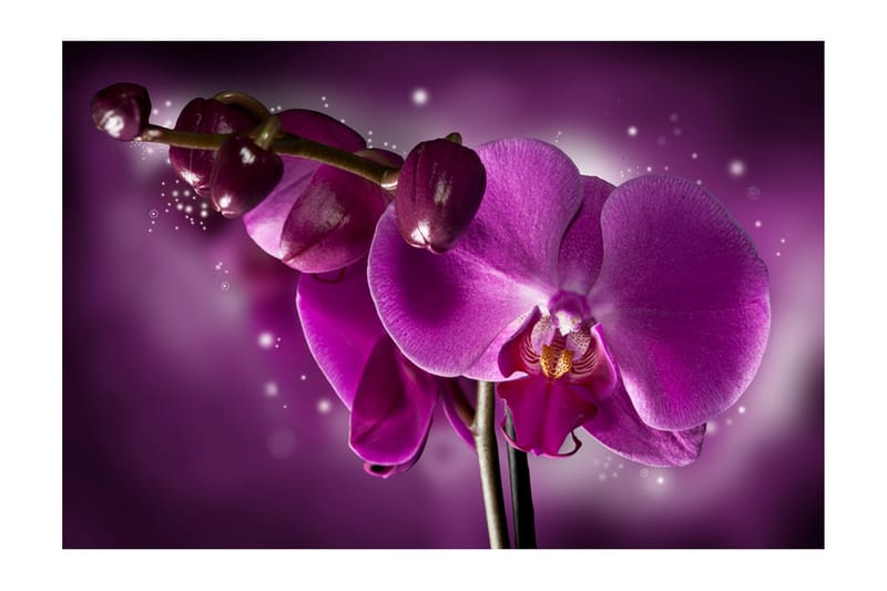 Valokuvatapetti Fairy Tale And Orchid 450x270 - Artgeist sp. z o. o. - Sisustustuotteet - Seinäkoristeet - Tapetit - Valokuvatapetit
