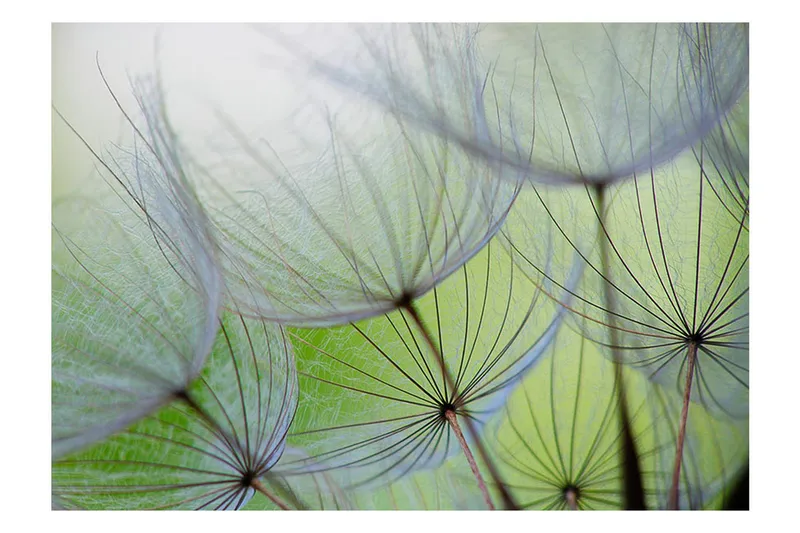 Valokuvatapetti Fleeting Moments 300x210 - Artgeist sp. z o. o. - Sisustustuotteet - Seinäkoristeet - Tapetit - Valokuvatapetit