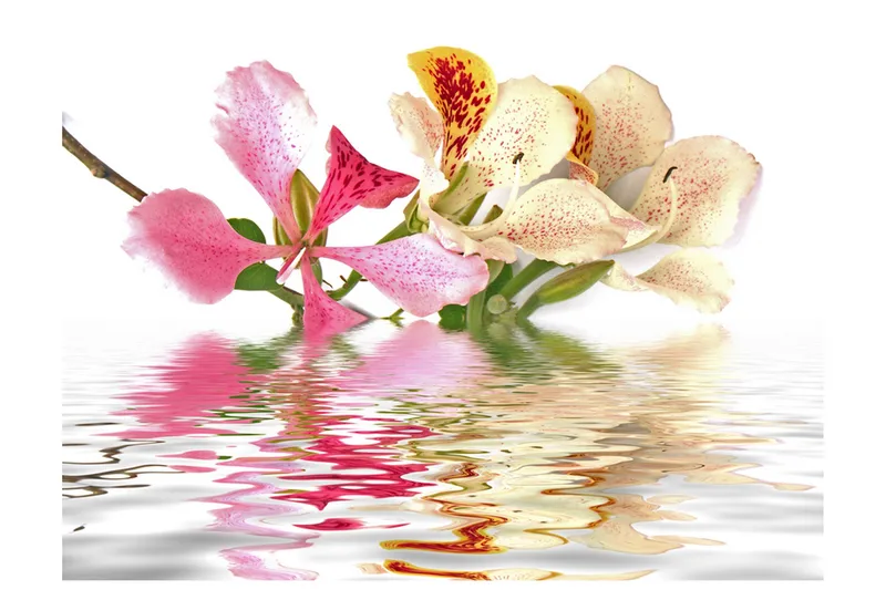 Valokuvatapetti Flowers Orchid Tree Bauhinia 200x154, Artgeist sp. z o. o.