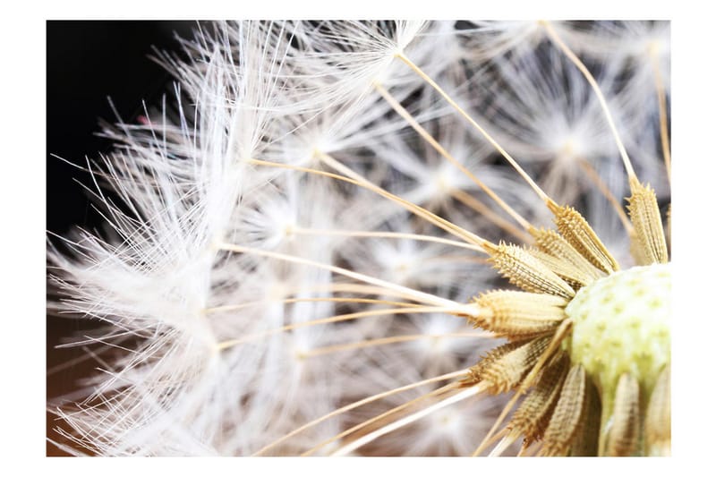 Valokuvatapetti Fluffy Dandelion 100x70 - Artgeist sp. z o. o. - Sisustustuotteet - Seinäkoristeet - Tapetit - Valokuvatapetit