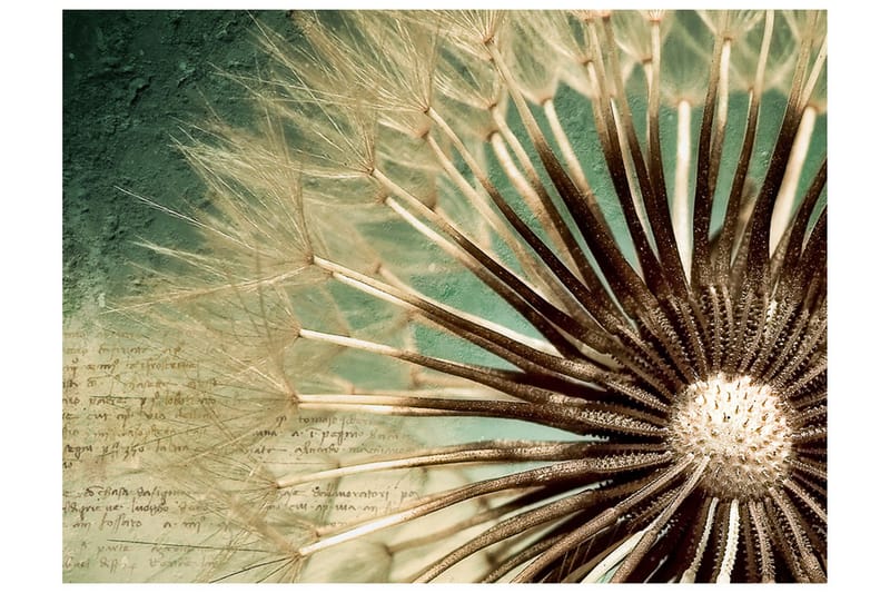 Valokuvatapetti Focus On Dandelion 350x270, Artgeist sp. z o. o.
