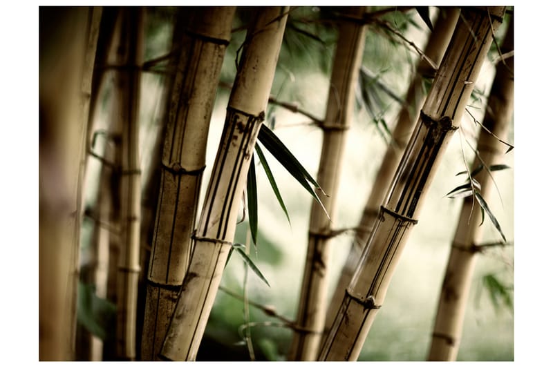 Valokuvatapetti Fog And Bamboo Forest 250x193 - Artgeist sp. z o. o. - Sisustustuotteet - Seinäkoristeet - Tapetit - Valokuvatapetit