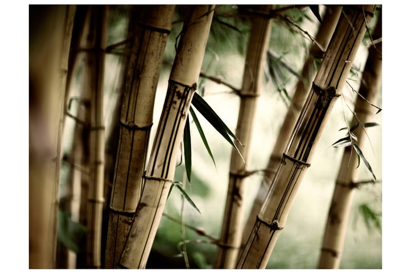 Valokuvatapetti Fog And Bamboo Forest 400x309, Artgeist sp. z o. o.