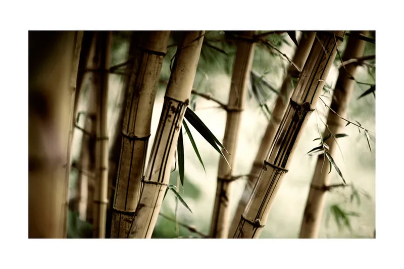 Valokuvatapetti Fog And Bamboo Forest 450x270 - Artgeist sp. z o. o. - Sisustustuotteet - Seinäkoristeet - Tapetit - Valokuvatapetit