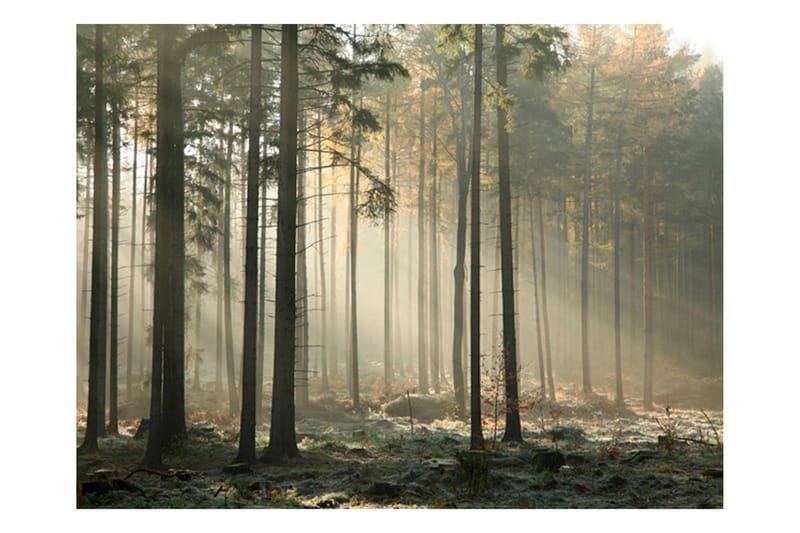 Valokuvatapetti Foggy November Morning 200x154, Artgeist sp. z o. o.