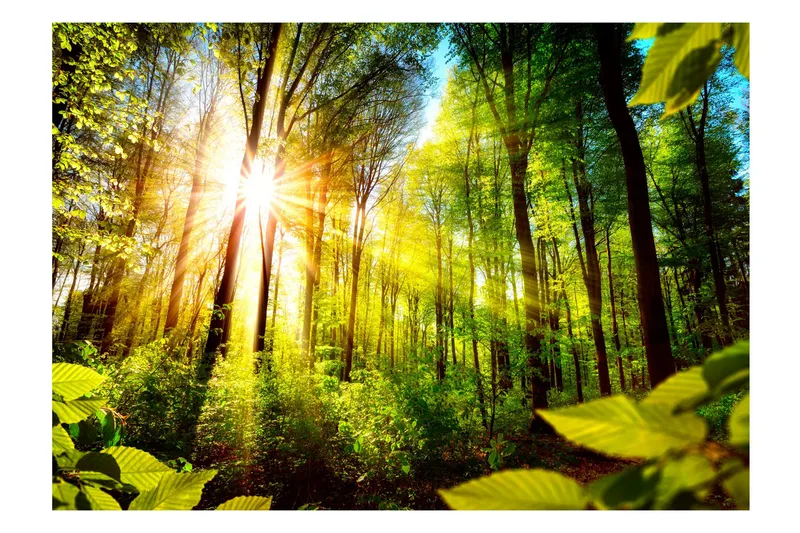 Valokuvatapetti Forest Hideout 350x245 - Artgeist sp. z o. o. - Sisustustuotteet - Seinäkoristeet - Tapetit - Valokuvatapetit