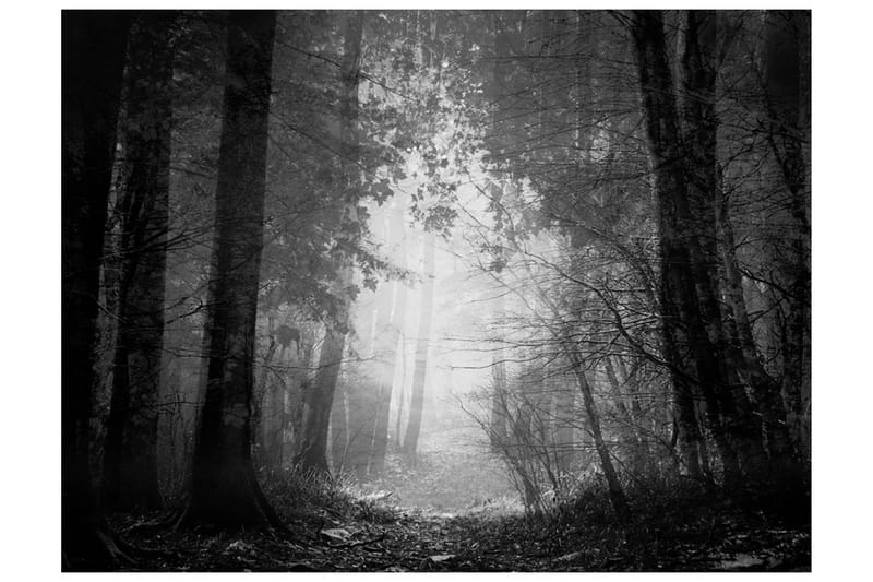 Valokuvatapetti Forest Of Shadows 400x309 - Artgeist sp. z o. o. - Sisustustuotteet - Seinäkoristeet - Tapetit - Valokuvatapetit