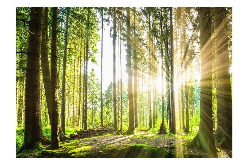 Valokuvatapetti Forest Tales 100x70 - Artgeist sp. z o. o. - Sisustustuotteet - Seinäkoristeet - Tapetit - Valokuvatapetit