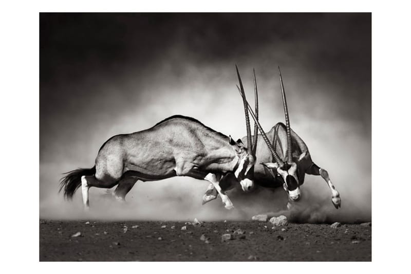 Valokuvatapetti Gemsbok Fight 200x154 - Artgeist sp. z o. o. - Sisustustuotteet - Seinäkoristeet - Tapetit - Valokuvatapetit