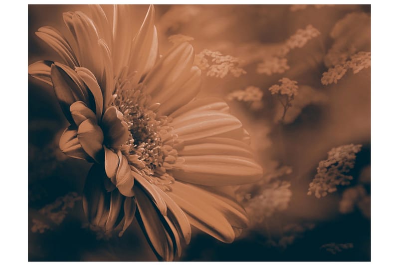 Valokuvatapetti Gerbera Pronssi 250x193 - Artgeist sp. z o. o. - Sisustustuotteet - Seinäkoristeet - Tapetit - Valokuvatapetit