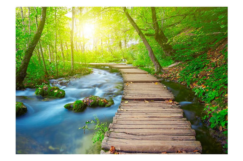 Valokuvatapetti Green Forest 350x245 - Artgeist sp. z o. o. - Sisustustuotteet - Seinäkoristeet - Tapetit - Valokuvatapetit