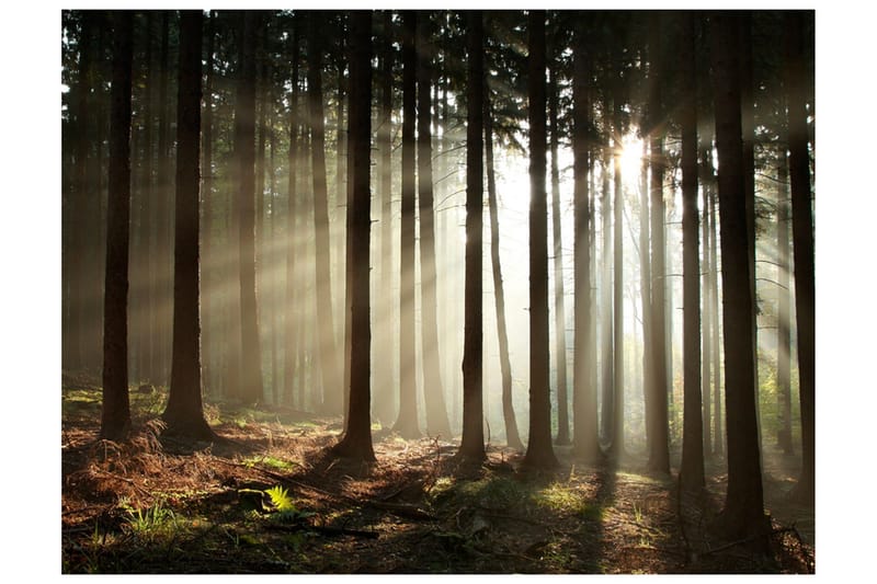 Valokuvatapetti Havumetsä 350x270, Artgeist sp. z o. o.