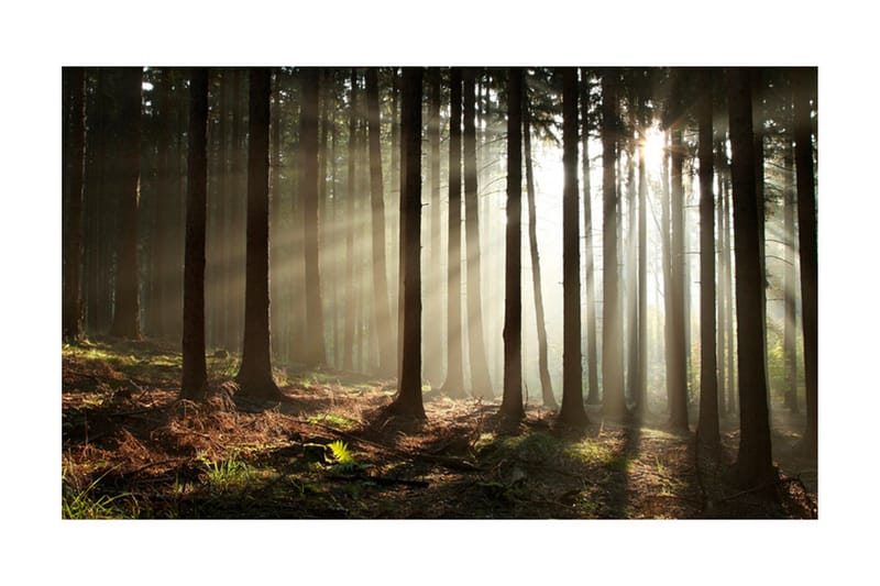 Valokuvatapetti Havumetsä 450x270 - Artgeist sp. z o. o. - Sisustustuotteet - Seinäkoristeet - Tapetit - Valokuvatapetit