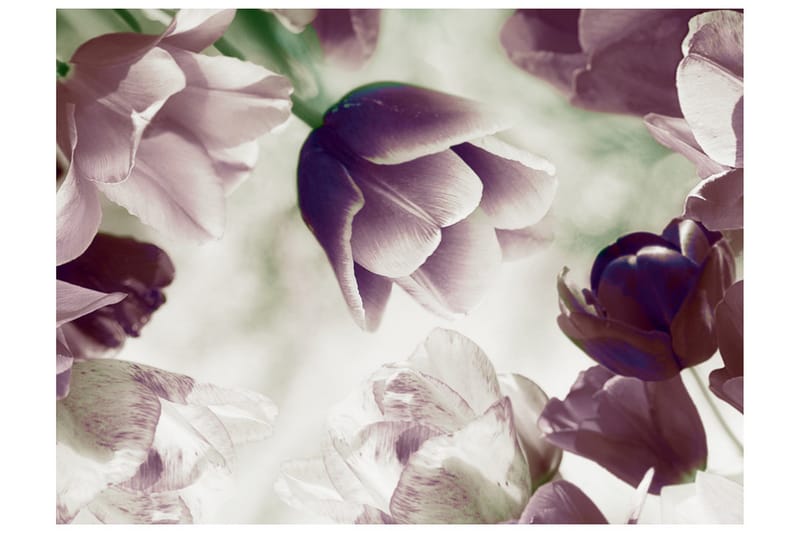 Valokuvatapetti Heavenly Tulips 300x231 - Artgeist sp. z o. o. - Sisustustuotteet - Seinäkoristeet - Tapetit - Valokuvatapetit