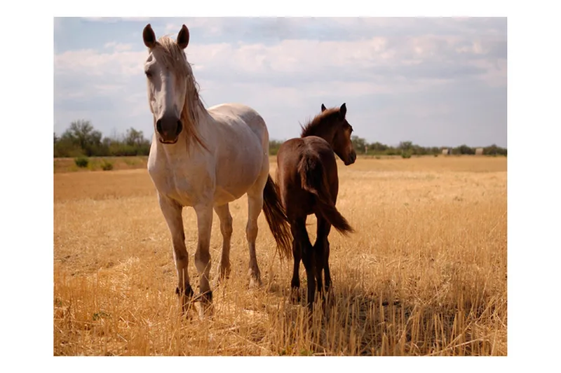 Valokuvatapetti Horse And Foal 300x231, Artgeist sp. z o. o.