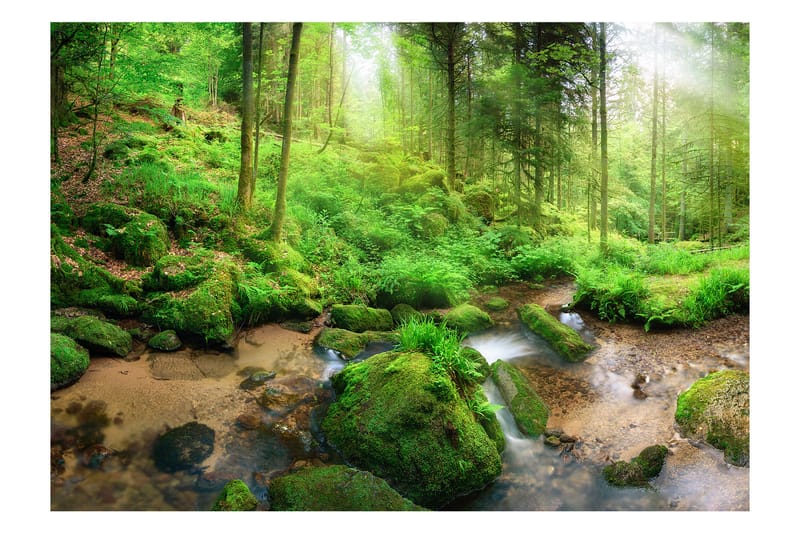 Valokuvatapetti Humid Forest 150x105 - Artgeist sp. z o. o. - Sisustustuotteet - Seinäkoristeet - Tapetit - Valokuvatapetit
