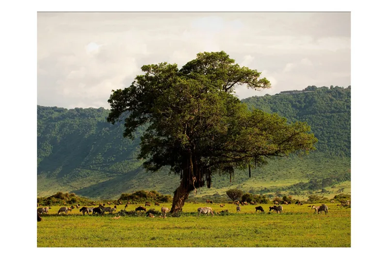 Valokuvatapetti In A Crater Ngoro Ngoro 200x154 - Artgeist sp. z o. o. - Sisustustuotteet - Seinäkoristeet - Tapetit - Valokuvatapetit