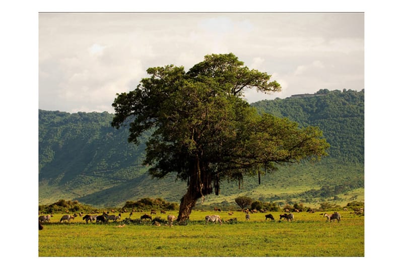 Valokuvatapetti In A Crater Ngoro Ngoro 250x193 - Artgeist sp. z o. o. - Sisustustuotteet - Seinäkoristeet - Tapetit - Valokuvatapetit