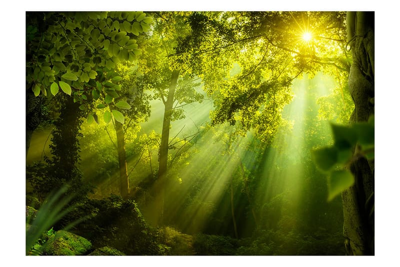 Valokuvatapetti In A Secret Forest 350x245 - Artgeist sp. z o. o. - Sisustustuotteet - Seinäkoristeet - Tapetit - Valokuvatapetit