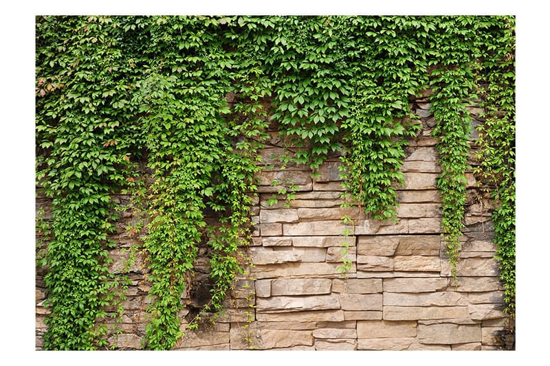 Valokuvatapetti Ivy Wall 200x140 - Artgeist sp. z o. o. - Sisustustuotteet - Seinäkoristeet - Tapetit - Valokuvatapetit
