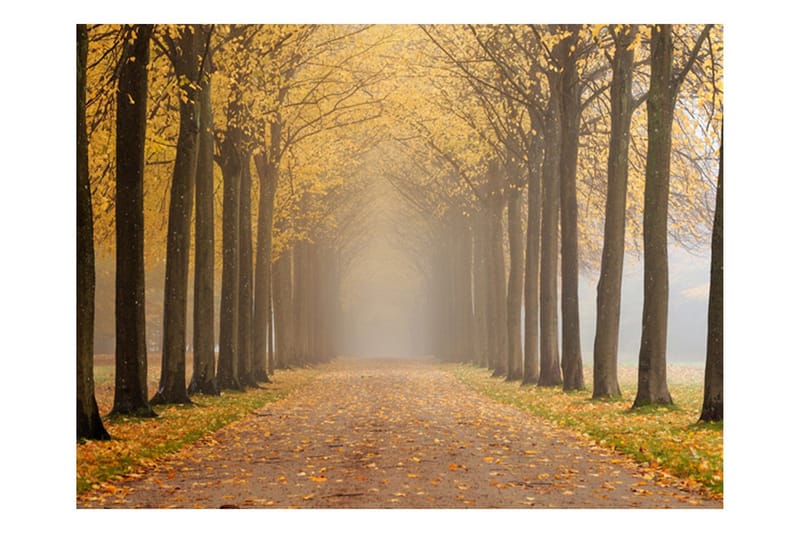 Valokuvatapetti Journey To The Unknown 250x193, Artgeist sp. z o. o.