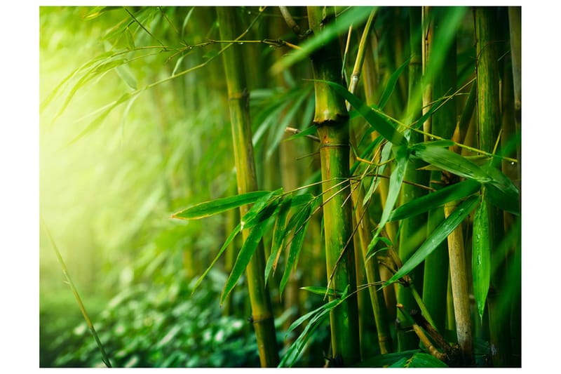 Valokuvatapetti Jungle Bamboo 200x154, Artgeist sp. z o. o.