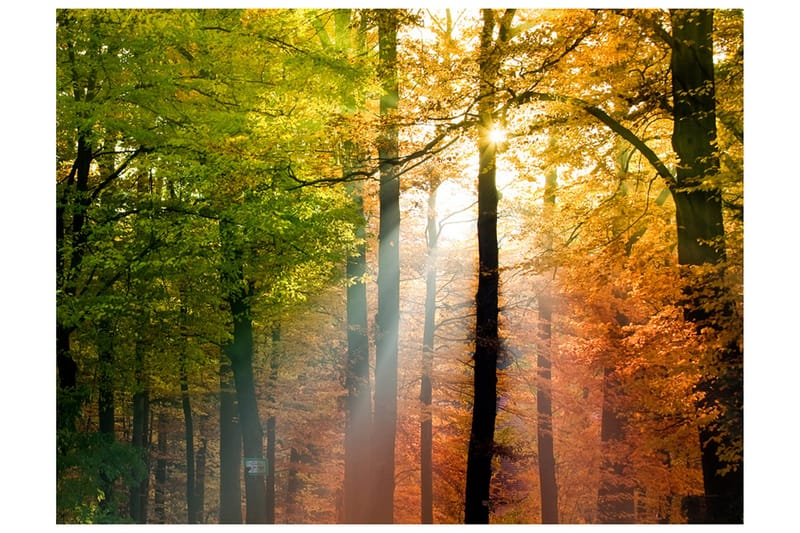 Valokuvatapetti Kaunis syksy 400x309, Artgeist sp. z o. o.