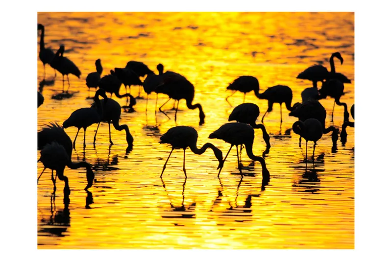 Valokuvatapetti Kenya Flamingos By Lake Nakuru 250x193, Artgeist sp. z o. o.