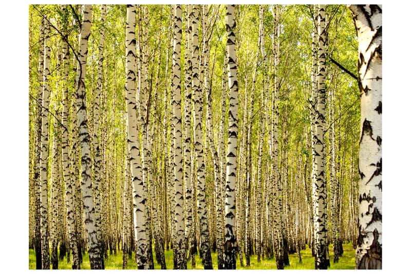 Valokuvatapetti Koivumetsä 350x270 - Artgeist sp. z o. o. - Sisustustuotteet - Seinäkoristeet - Tapetit - Valokuvatapetit