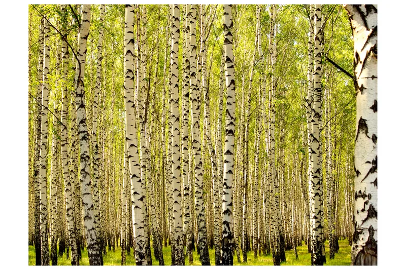 Valokuvatapetti Koivumetsä 400x309 - Artgeist sp. z o. o. - Sisustustuotteet - Seinäkoristeet - Tapetit - Valokuvatapetit