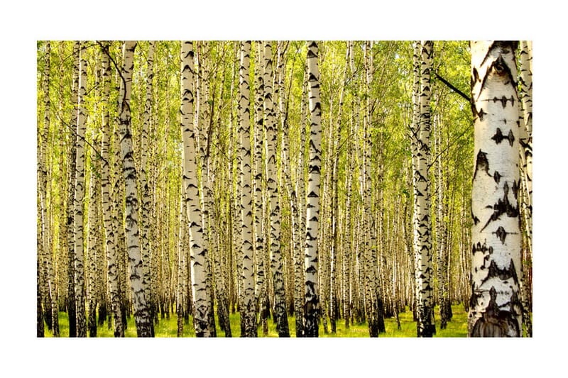 Valokuvatapetti Koivumetsä 450x270 - Artgeist sp. z o. o. - Sisustustuotteet - Seinäkoristeet - Tapetit - Valokuvatapetit