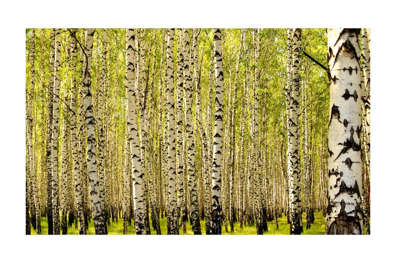 Valokuvatapetti Koivumetsä 450x270 - Artgeist sp. z o. o. - Sisustustuotteet - Seinäkoristeet - Tapetit - Valokuvatapetit