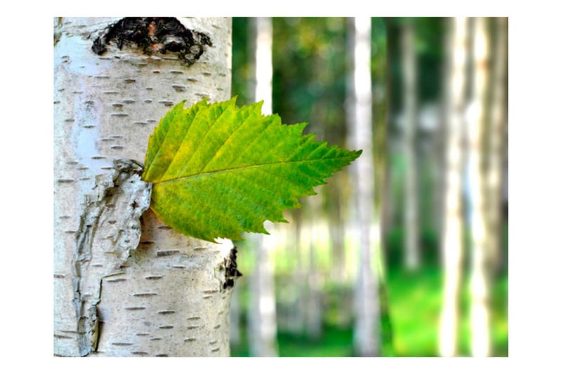 Valokuvatapetti Koivunlehti 200x154, Artgeist sp. z o. o.