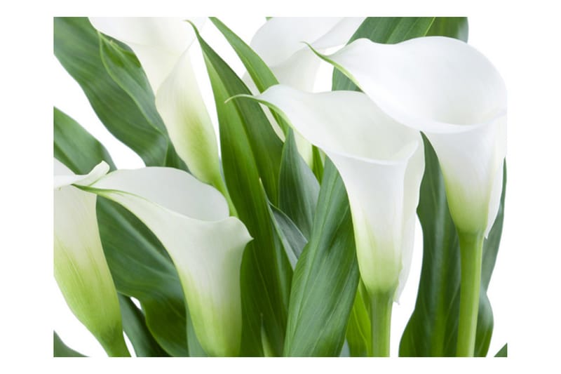 Valokuvatapetti Kukkakimppu Kallat 350x270 - Artgeist sp. z o. o. - Sisustustuotteet - Seinäkoristeet - Tapetit - Valokuvatapetit