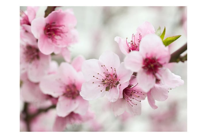 Valokuvatapetti Kukkiva Puu Vaaleanpunaiset kukat 200x154 - Artgeist sp. z o. o. - Valokuvatapetit