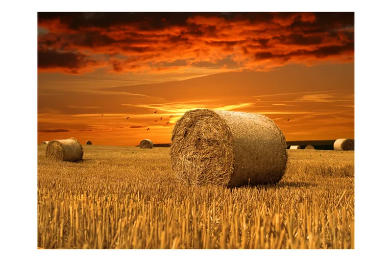 Valokuvatapetti Kultainen pelto 250x193, Artgeist sp. z o. o.