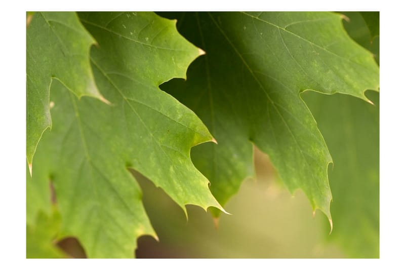Valokuvatapetti Leaves 300x231 - Artgeist sp. z o. o. - Sisustustuotteet - Seinäkoristeet - Tapetit - Valokuvatapetit