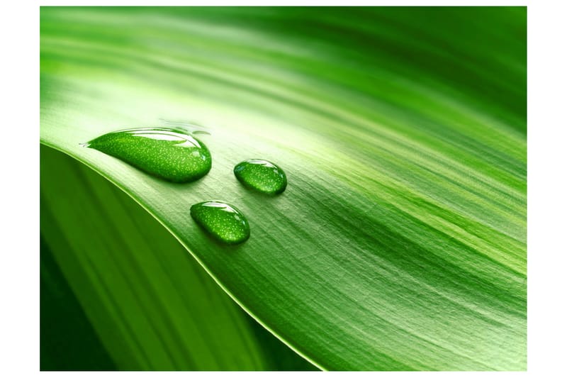 Valokuvatapetti Lehti ja kolme pisaraa vettä 400x309, Artgeist sp. z o. o.