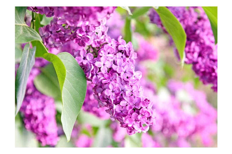 Valokuvatapetti Lilac Flowers 400x280 - Artgeist sp. z o. o. - Sisustustuotteet - Seinäkoristeet - Tapetit - Valokuvatapetit