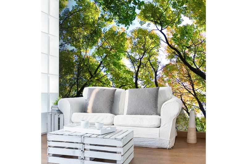 Valokuvatapetti Looking Up At The Trees 300x231, Artgeist sp. z o. o.