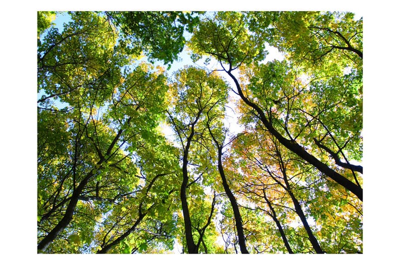 Valokuvatapetti Looking Up At The Trees 400x309 - Artgeist sp. z o. o. - Sisustustuotteet - Seinäkoristeet - Tapetit - Valokuvatapetit