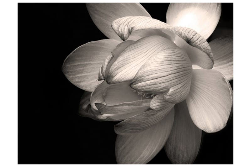 Valokuvatapetti Lotus Flower 350x270, Artgeist sp. z o. o.