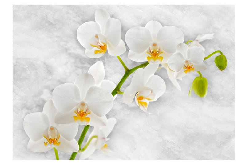 Valokuvatapetti Lyrical Orchid White 300x210 - Artgeist sp. z o. o. - Sisustustuotteet - Seinäkoristeet - Tapetit - Valokuvatapetit