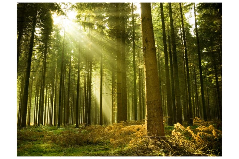 Valokuvatapetti Mäntymetsä 200x154, Artgeist sp. z o. o.