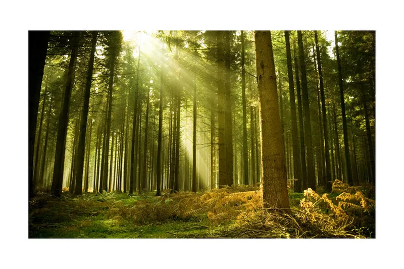 Valokuvatapetti Mäntymetsä 450x270 - Artgeist sp. z o. o. - Sisustustuotteet - Seinäkoristeet - Tapetit - Valokuvatapetit