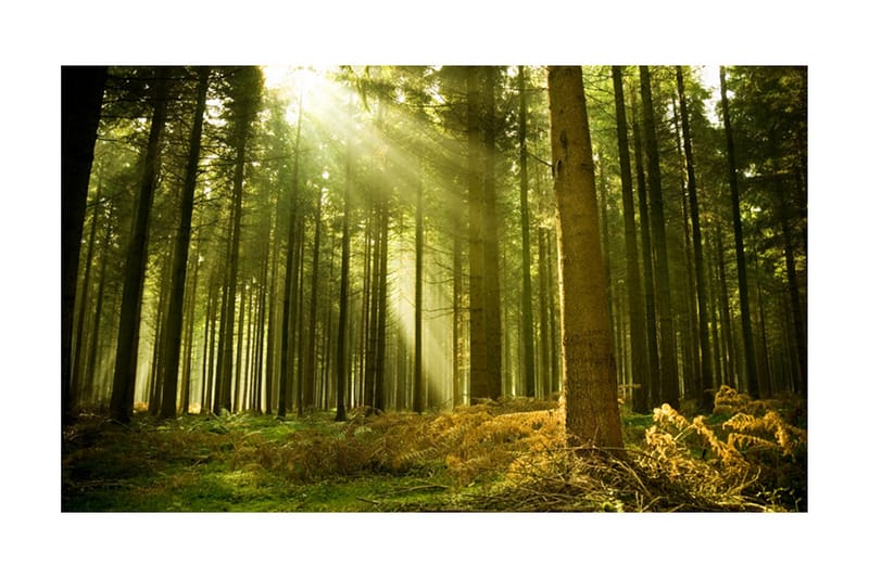Valokuvatapetti Mäntymetsä 450x270 - Artgeist sp. z o. o. - Sisustustuotteet - Seinäkoristeet - Tapetit - Valokuvatapetit