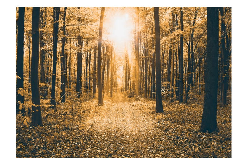 Valokuvatapetti Magical Light 300x210 - Artgeist sp. z o. o. - Sisustustuotteet - Seinäkoristeet - Tapetit - Valokuvatapetit