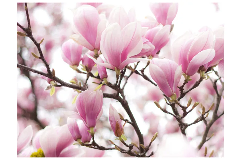 Valokuvatapetti Magnolia Bloosom 350x270, Artgeist sp. z o. o.