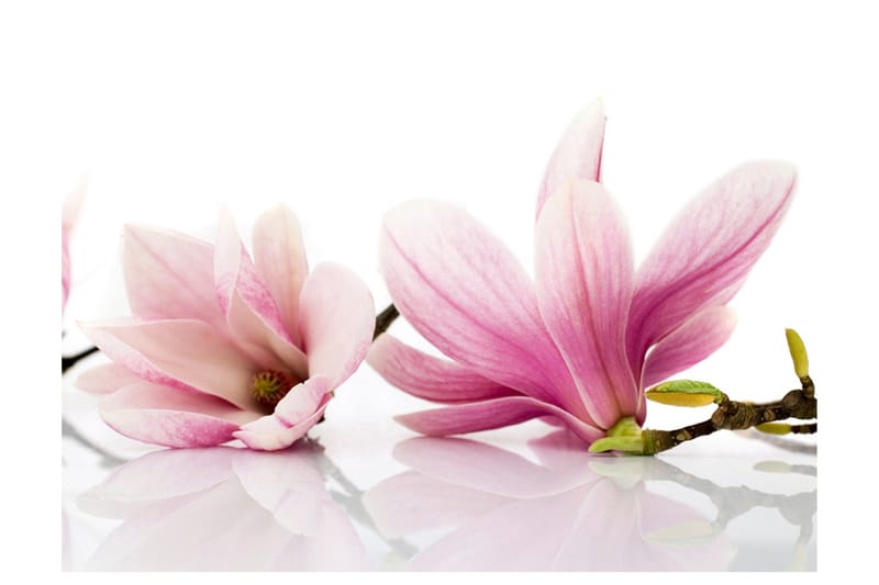 Valokuvatapetti Magnolia Flower 200x154, Artgeist sp. z o. o.